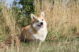 CORGI PEMBROKE 142